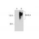 NFATc4 Antibody (F-3) - Western Blotting - Image 130651