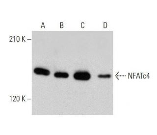 NFATc4 Antibody (F-4) - Western Blotting - Image 352590 