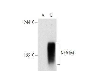 NFATc4 (B-2): sc-271597. Western blot analysis of NFATc4 expression in non-transfected: sc-117752 (A) and human NFATc4 tra 