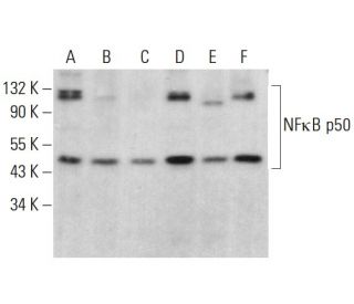 NF&kappa;B p50 Antibody (D-6) - Western Blotting - Image 379594 