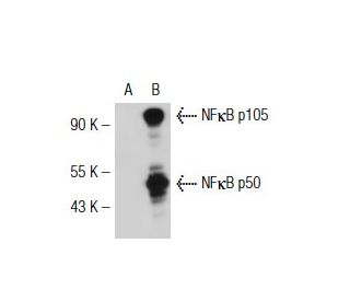NF kappa B p50 (E-10): sc-8414. Western blot analysis of NF kappa B p50... 