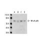 RELA/NFκB p65 Antibody (4H212) - Western Blotting - Image 17534