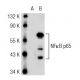 RELA/NFκB p65 Antibody (4H212) - Western Blotting - Image 45534 