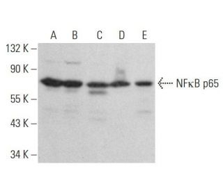 RELA/NF&kappa;B p65 Antibody (A-12) - Western Blotting - Image 353219 