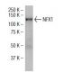 NFX1 Antibody (Y-14) - Western Blotting - Image 34338 