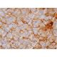 NG2 Antibody (132.38) - Immunohistochemistry - Image 387740