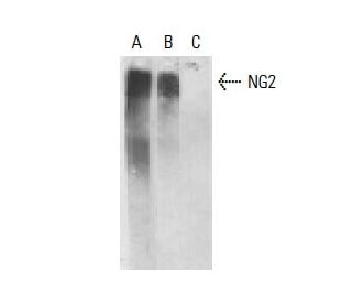 NG2 Antibody (4D1) - Western Blotting - Image 11509
