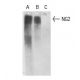 NG2 Antibody (4D1) - Western Blotting - Image 11509