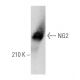 NG2 Antibody (5H26) - Western Blotting - Image 357722