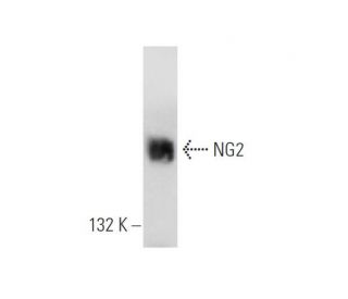 NG2 Antibody (F-12) - Western Blotting - Image 68327