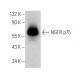 NGFR p75 Antibody (NGFR5) - Western Blotting - Image 377297 