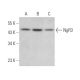 NgR3 Antibody (H-11) - Western Blotting - Image 373240 