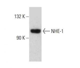 NHE-1 Antibody (B-12) - Western Blotting - Image 384672 