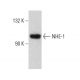 NHE-1 Antibody (B-12) - Western Blotting - Image 384672 