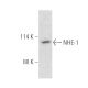 NHE-1 Antibody (B-12) - Western Blotting - Image 389880