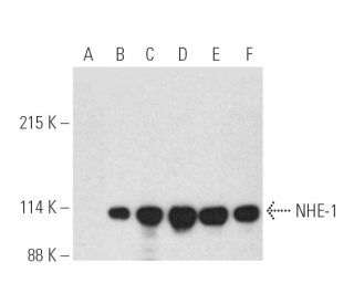 NHE-1 Antibody (C-7) - Western Blotting - Image 389706 