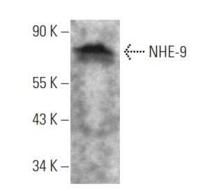 NHE-9 Antibody (B-2) - Western Blotting - Image 363263