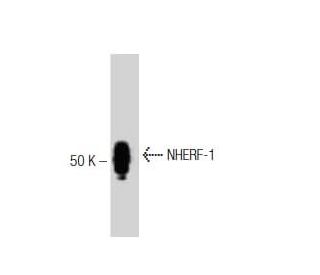 NHERF-1 Antibody (6) - Western Blotting - Image 127530