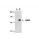 NHERF-1 Antibody (6D364) - Western Blotting - Image 19991
