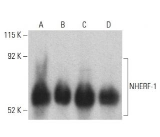 NHERF-1 Antibody (A-7) - Western Blotting - Image 399444 