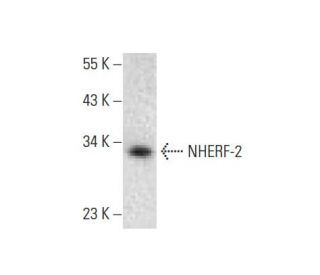 NHERF-2 Antibody (C-2) - Western Blotting - Image 139259 