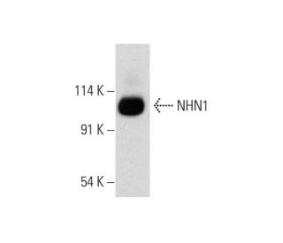 NHN1 Antibody (F-2) - Western Blotting - Image 318585