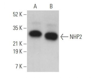 NHP2 Antibody (H-9) - Western Blotting - Image 371336 