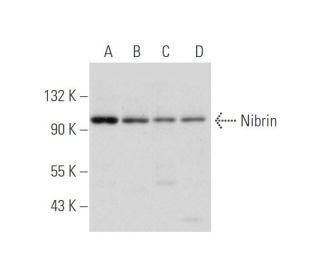 Nibrin Antibody (A-2) - Western Blotting - Image 333815