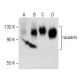 nicastrin Antibody (F-3) - Western Blotting - Image 282579