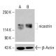 nicastrin Antibody (F-3) - Western Blotting - Image 414910