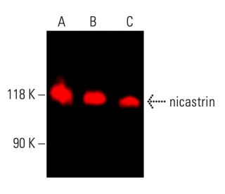 nicastrin Antibody (B-3) - Western Blotting - Image 403944