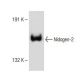 Nidogen-2 Antibody (A-7) - Western Blotting - Image 151214 