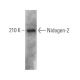 Nidogen-2 Antibody (A-7) - Western Blotting - Image 367568