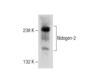 Nidogen-2 Antibody (F-2) - Western Blotting - Image 284424 