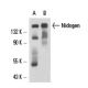Nidogen Antibody (2Q583) - Western Blotting - Image 17377 