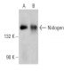 Nidogen Antibody (2Q583) - Western Blotting - Image 358626 