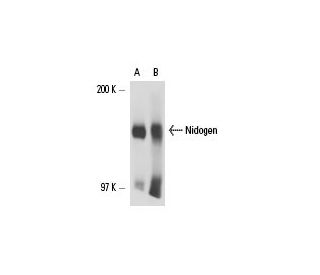 Nidogen Antibody (2Q584) - Western Blotting - Image 17375 