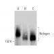 Nidogen Antibody (2Q584) - Western Blotting - Image 358625