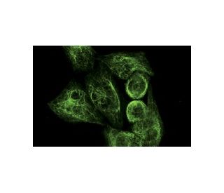 Nidogen Antibody (331F3) - Immunofluorescence - Image 13969 