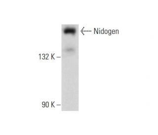 Nidogen Antibody (C-7) - Western Blotting - Image 135926 