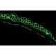 Nidogen Antibody (ELM1) - Immunofluorescence - Image 12154 