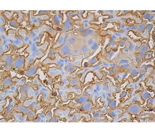 Nidogen Antibody (ELM1) - Immunohistochemistry - Image 388762 