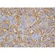 Nidogen Antibody (ELM1) - Immunohistochemistry - Image 388762 