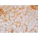 Nidogen Antibody (ELM1) - Immunohistochemistry - Image 388763