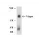 Nidogen Antibody (JF2) - Western Blotting - Image 16386