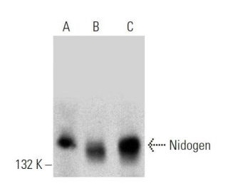 Nidogen Antibody (JF2) - Western Blotting - Image 358623 