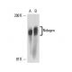 Nidogen Antibody (JF3) - Western Blotting - Image 16353