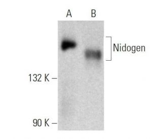 Nidogen Antibody (JF3) - Western Blotting - Image 358624 