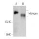 Nidogen Antibody (JF3) - Western Blotting - Image 358624 