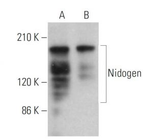 Nidogen Antibody (JF4) - Western Blotting - Image 377310